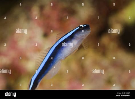 Neon Gobies Hi Res Stock Photography And Images Alamy