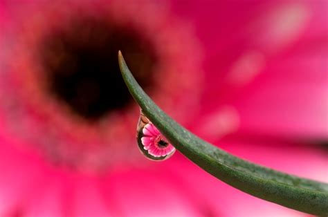 Premium Photo A Water Droplet On A Flower