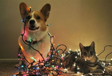 Wishing You A Merry Christmas 35 Best Christmas Cat And Dog Photos