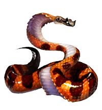 Pit Vipers | Pit viper, Dragons crown, Viper png image