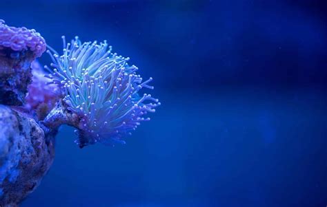 Corals Glow To Attract Their Prey