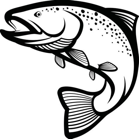 10500 Trout Fish Images Stock Illustrations Royalty Free Vector