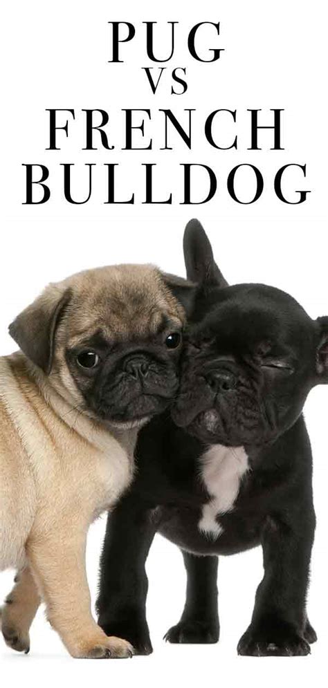 French bulldogs have a unique personality than other breeds and it is. Pug vs French Bulldog - Which One Makes the Best Pet?