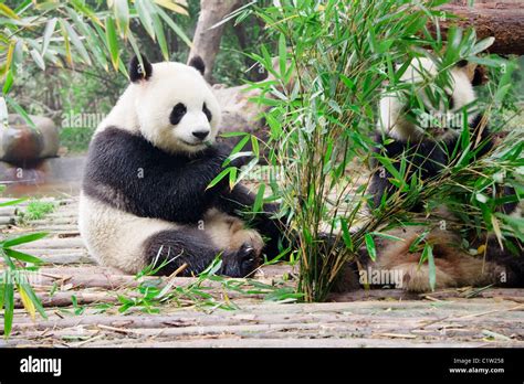 Two Giant Pandas Ailuropoda Melanoleuca Feeding On Bamboo Leaves