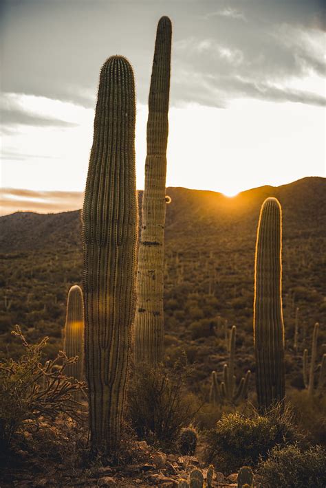 Saguaro Cactus Arizona Desert Mexico Hd Phone Wallpaper Peakpx