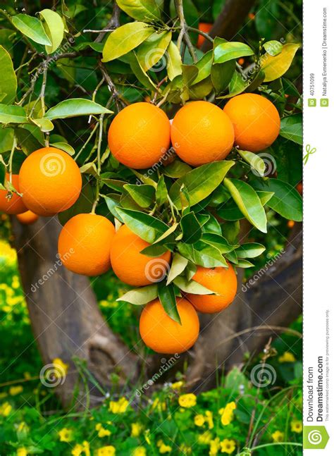 Oranges On A Tree Stock Image Image Of Green Fresh 40751099