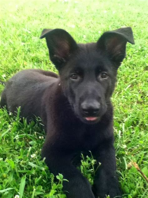 German Shepard Puppy Reminds Me Of My Dear Sweet Brandy Look At Those