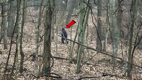 At Salt Fork State Park There Are Three Locations Where A Bigfoot Is