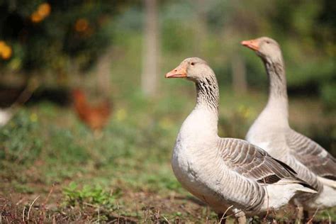 How Geese Get Along With Other Species The Open Sanctuary Project