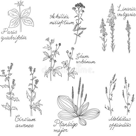 Set Of Line Drawing Herbs With Latin Names Stock Vector Illustration
