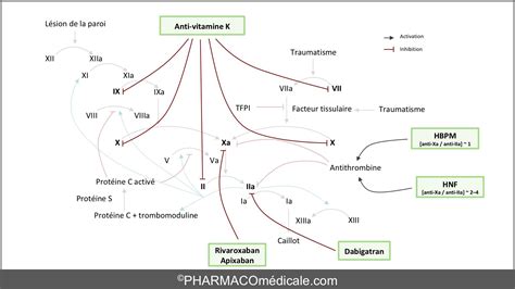 Anticoagulants Par Voie Orale Inhibition Indirecte De La Synthèse Des
