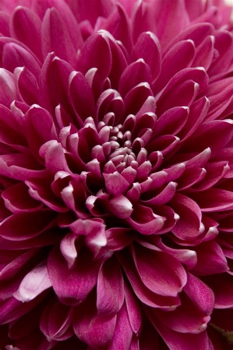 Chrysanthemum Close Up Crimson Free Photo On Pixabay Pixabay