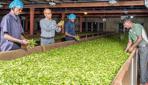 Leading Tea Exporters In Sri Lanka Black Tea Exports