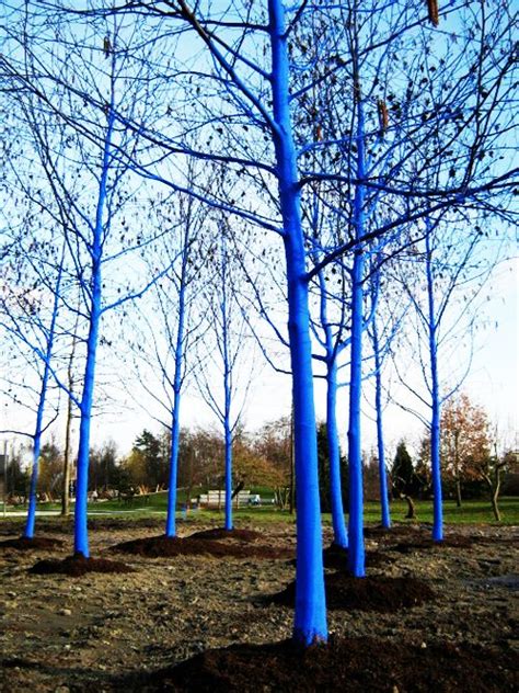 The Blue Trees Installation Art Outdoor Art Landscape Art