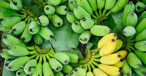 Como Amadurecer Bananas De Forma Mais R Pida