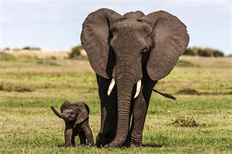 Little Elephant Calf With Its Mother Hardcoreaww