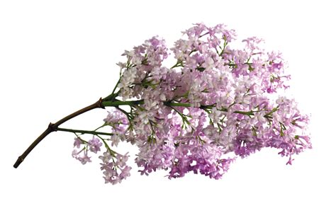 Lilac Flower Png Transparent Background 29711098 Png