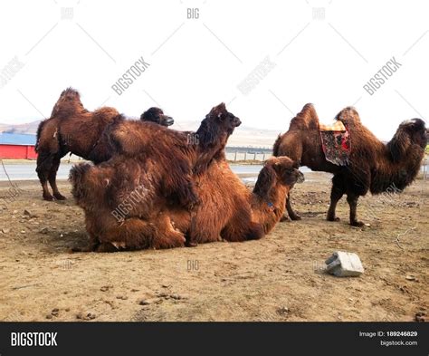 Two Hump Camels Mating Image Photo Free Trial Bigstock
