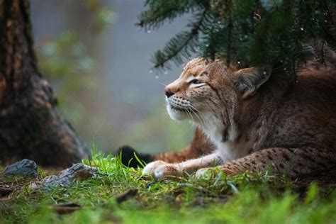 Lynx Hd Animals 4k Wallpapers Images Backgrounds