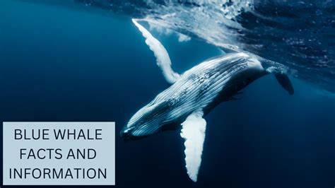 Blue Whale Facts Anatomy Diet Migration And Reproduction