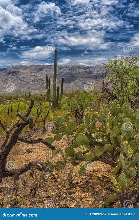 Landscape Of Large Saguaro Cactus Plants On Hillside In Saguaro