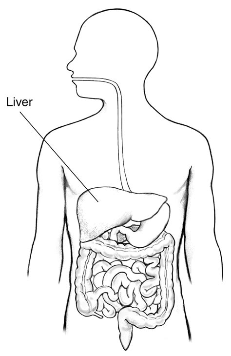 Digestive Tract With Label For The Liver Media Asset Niddk