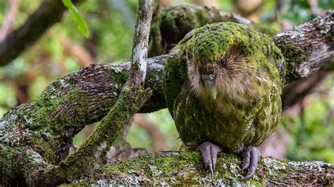 The Kakapo Bird A Conservation Success Story Stand