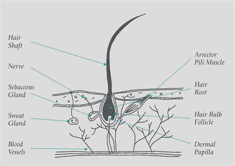 Hair Follicle Hair Root Diagram 191387 Potoapixnanbio
