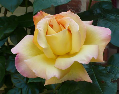Yellow Peace Rose Bush