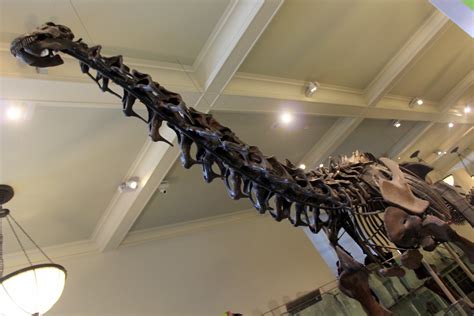 Nyc Amnh Hall Of Saurischian Dinosaurs Apatosaurus Flickr