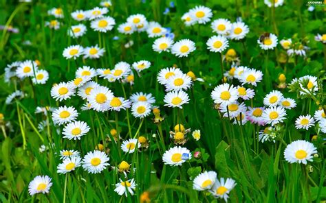 Grass Meadow Daisies Flowers Wallpapers 2560x1600