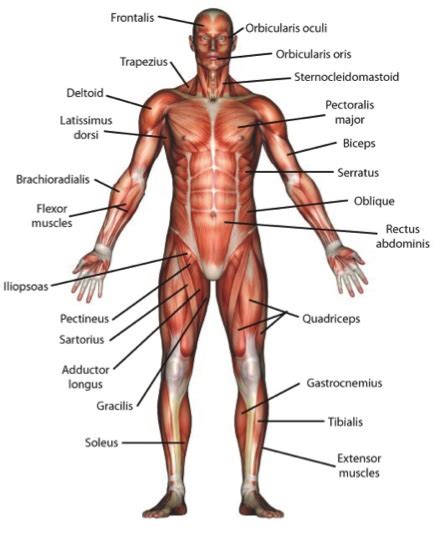 The muscular system consists of various types of muscle that each play a crucial role in the function of the body. Front Muscles - Health & PE10 Human Movement - Collinson ...