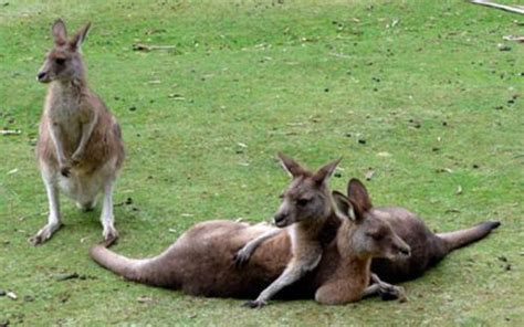 Budaya Unik Di Australia Makan Kanguru Hingga Minum Dengan Sepatu