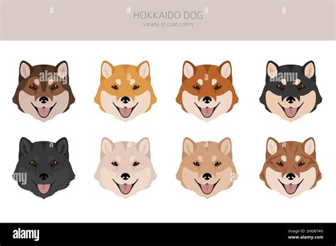 Hokkaido Dog Ainu Dog Clipart Different Poses Coat Colors Set