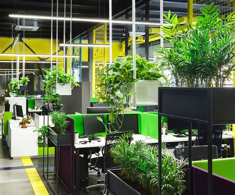 Beautiful Office Plants Sourced Installed And Maintained London