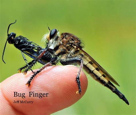 Bug Finger By Jeff Mccurry Blurb Books