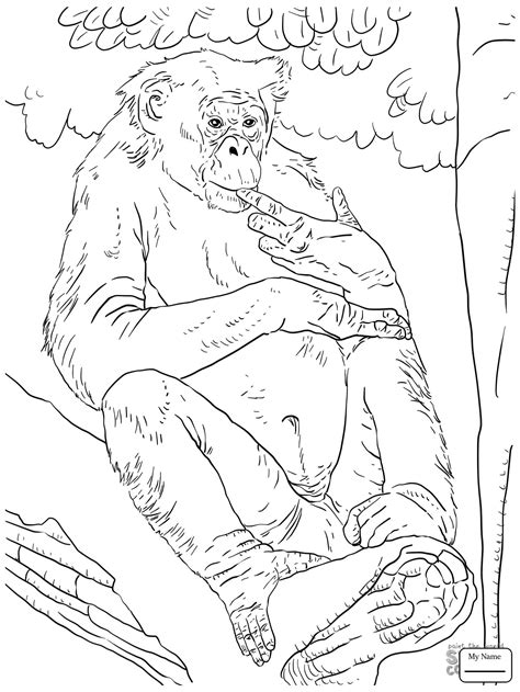 This coloring page belongs to these categories: Orangutan Coloring Page at GetColorings.com | Free ...