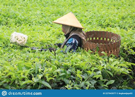 Woman Worker Harvesting Tea Leaves In Plantation Editorial Photography