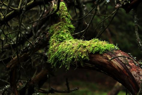 Moss Tree Forest Free Photo On Pixabay Pixabay