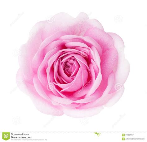Light Pink Rose Isolated On White Background Stock Image Image Of