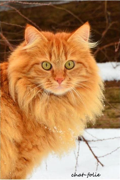 Norwegian Forest Cats May Be More Unique Than You Know Orange Tabby