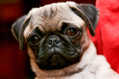 Pug Breed Guide Learn About The Pug