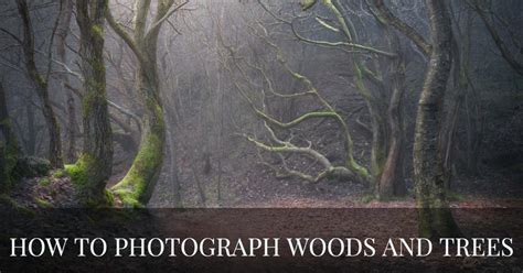 How To Photograph Forests And Trees Capturelandscapes