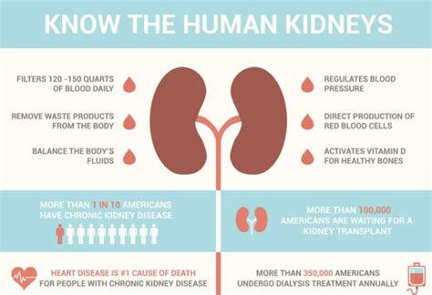 What Very Important Job Do Kidneys Have