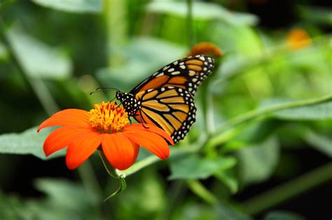 Monarch Butterfly Feeding Free Stock Photo Public Domain Pictures