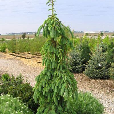 Jun 03, 2021 · named for its distinctive flowers, this evergreen has bright red flower spikes that are reminiscent of a bottle washer. Pin on Shrub Garden