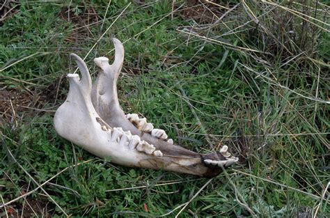 Jawbone Of Mule Deer Photograph By Soli Deo Gloria Wilderness And