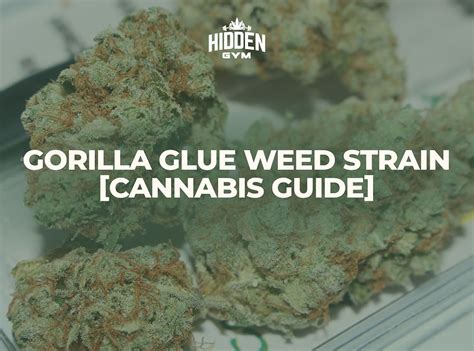 Gorilla Glue Strain Information Full Guide