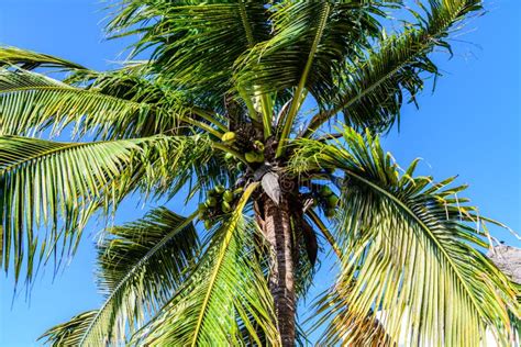Coconut Fruits On A Coconut Palm Tree Tropical Vegetation Stock Image