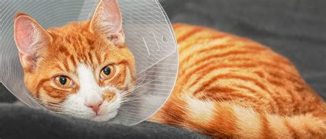 A Guide To Cat Neutering—royal Canin Royal Canin Us